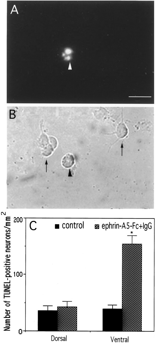 Fig. 8.