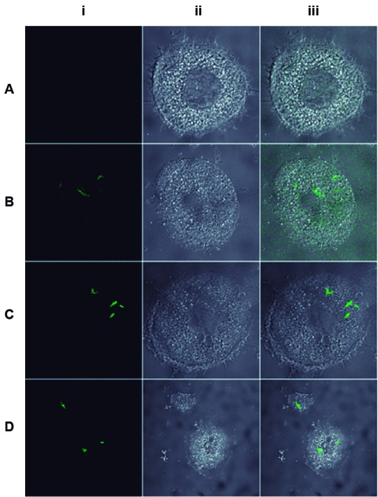 Fig. 5: