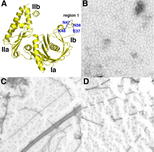 FIGURE 4.