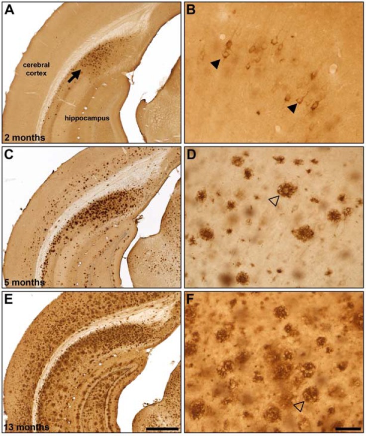 Fig. (5)