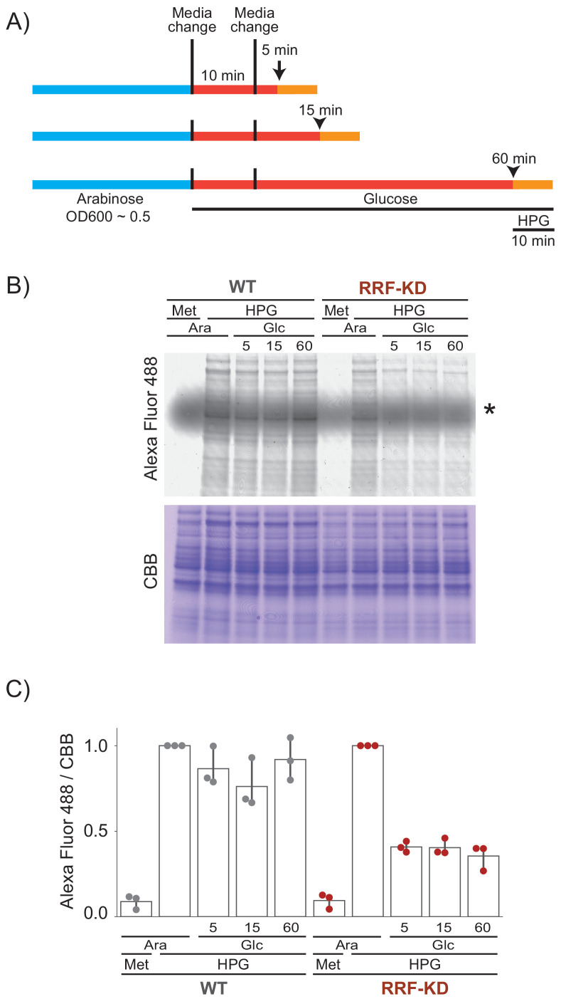 Figure 1—figure supplement 1.