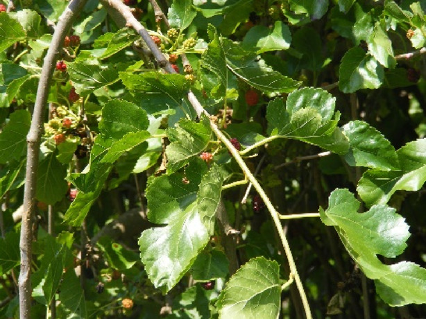 graphic file with name FMOLB_fmolb-2023-1168298_wc_tfx4.jpg