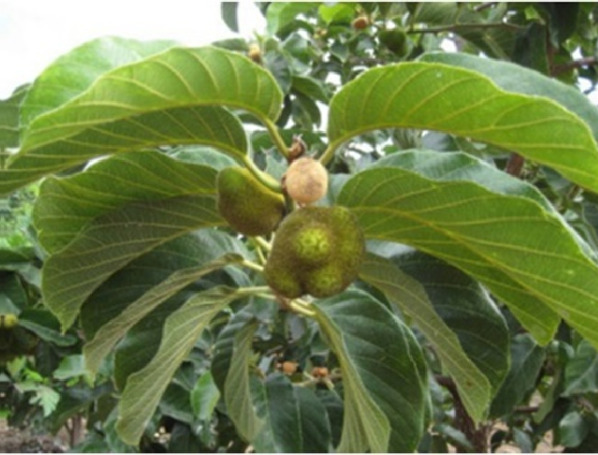 graphic file with name FMOLB_fmolb-2023-1168298_wc_tfx6.jpg