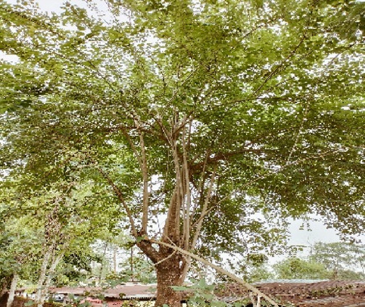 graphic file with name FMOLB_fmolb-2023-1168298_wc_tfx5.jpg