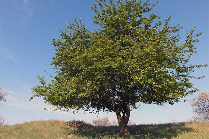 graphic file with name FMOLB_fmolb-2023-1168298_wc_tfx3.jpg