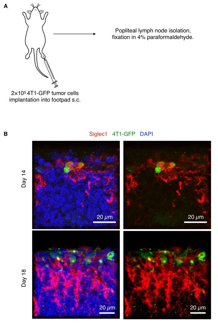 Figure 1—figure supplement 3.