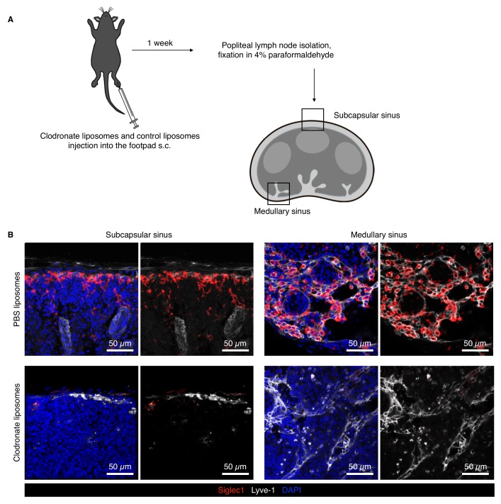 Figure 1—figure supplement 2.