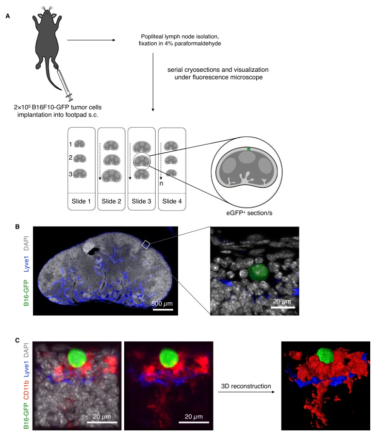 Figure 1—figure supplement 1.