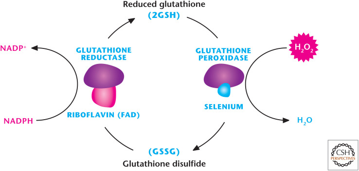 Figure 13.