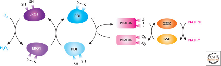 Figure 11.