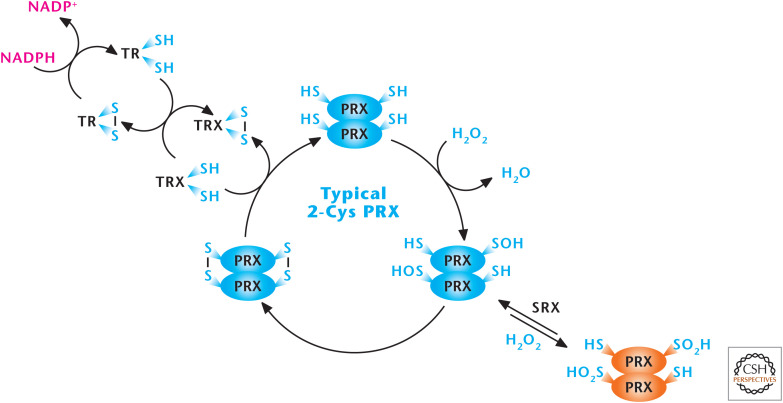 Figure 12.