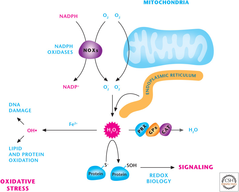 Figure 7.