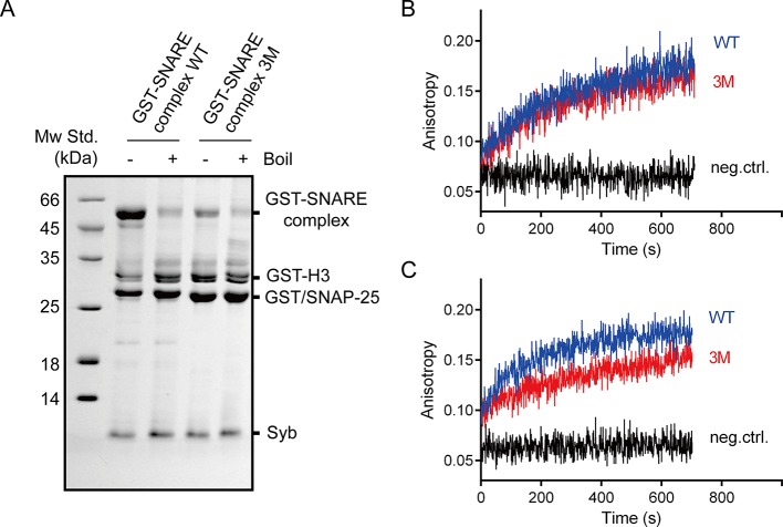 Figure 2—figure supplement 1.