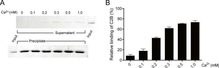 Figure 5—figure supplement 1.