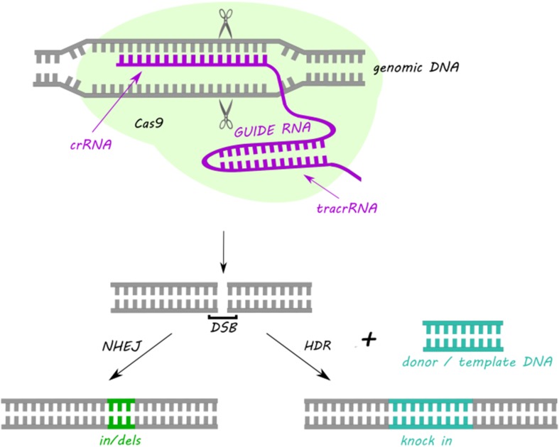 Fig. 2