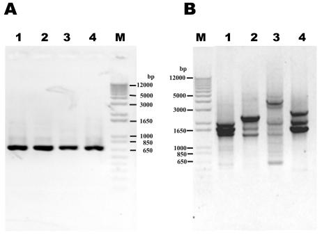 FIG. 2.