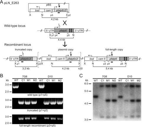 FIG. 1.