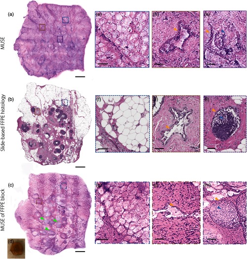 Fig. 8