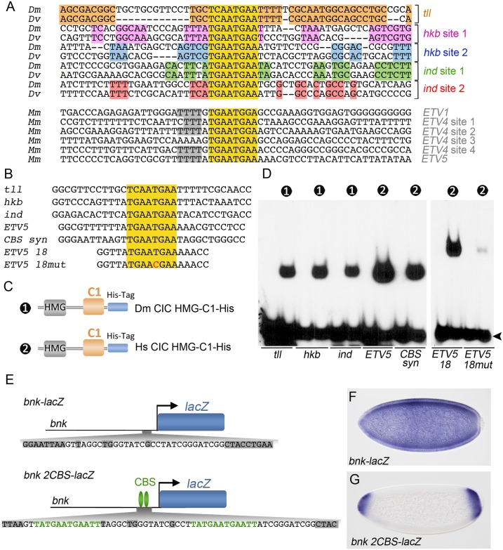 Fig 6