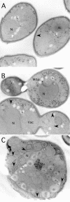 Figure 5.