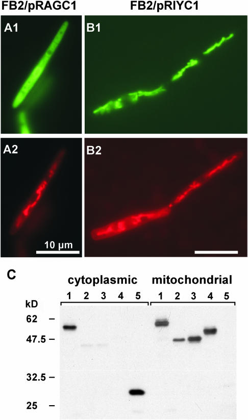 Figure 5.