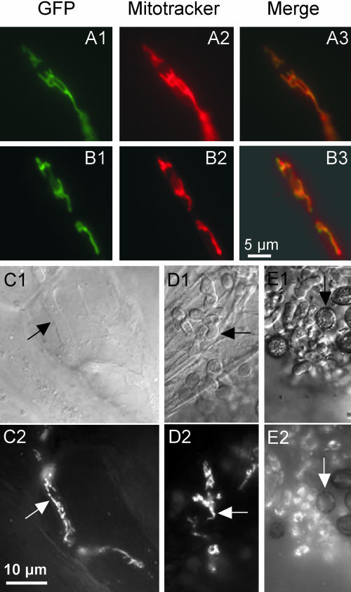 Figure 2.