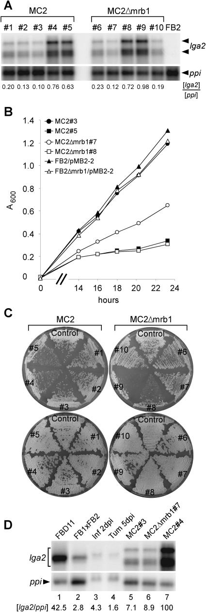 Figure 7.