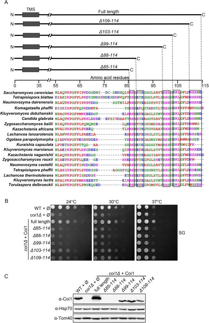 FIGURE 10: