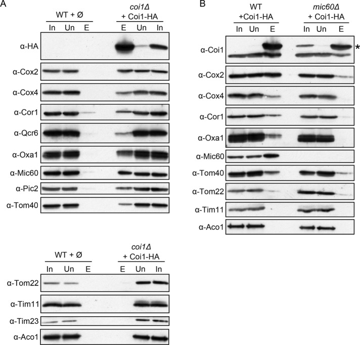 FIGURE 5: