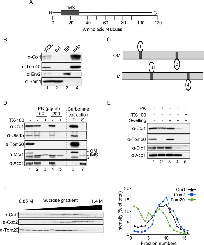 FIGURE 1: