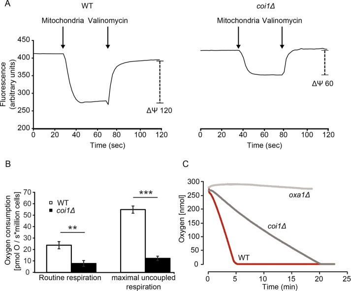 FIGURE 3: