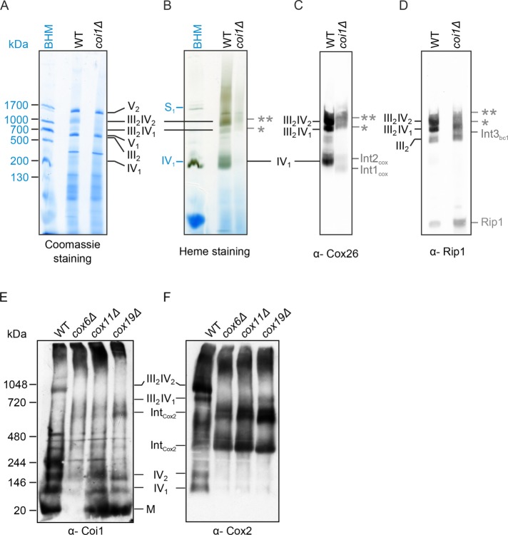 FIGURE 7: