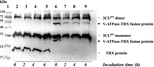 figure image