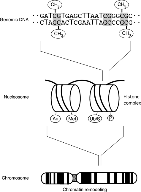 Fig. 1