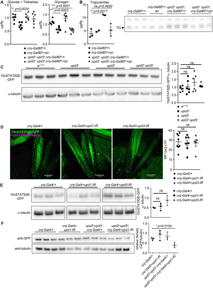 Figure 4—figure supplement 2.