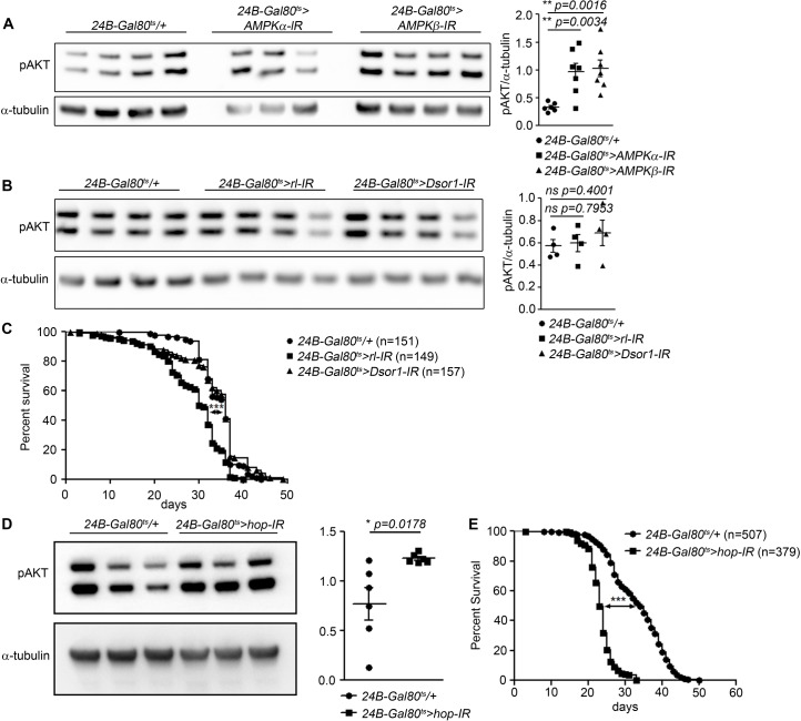 Figure 2—figure supplement 1.