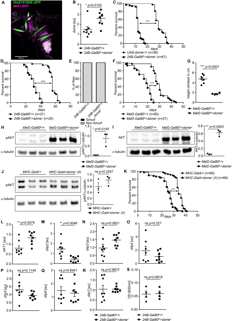 Figure 1—figure supplement 1.