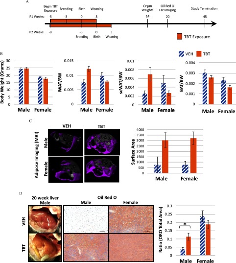 Hepatic Tumor Formation in Adult Mice Developmentally Exposed to ...