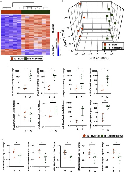 Figure 3A shows hierarchical clustering of RNA-seq from male mice exposed to TBT adenoma and TBT liver samples. Figure 3B is a diagram showing PCA of tumor and vehicle treated liver RNA-seq data. Figure 3C comprises eight graphs each plotting mUbd per mGapdh log fold change, mLy6d per mGapdh log fold change, mPtgds per mGapdh log fold change, mCbr3 per mGapdh log fold change, mCyp2a4 per mGapdh log fold change, mSlc7a11 per mGapdh log fold change, mKrt20 per mGapdh log fold change, mLrtm2 per mGapdh log fold change, on the y-axis, across exposure to TBT liver and TBT adenoma (x-axis). Figure 3D comprises five graphs each plotting mMup1 per mGapdh log fold change, mMup16 per mGapdh log fold change, mMup11 per mGapdh log fold change, mMup12 per mGapdh log fold change, and mMup7 per mGapdh log fold change, on the y-axis, across liver tissue and adenoma tissue exposed to TBT (x-axis).