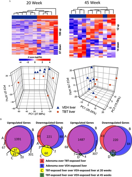 Figure 4A comprises four hierarchical clustering of RNA-seq data from 20- and 45-week-old male mice. Figure 4B comprises four Venn diagrams of overlapping genes in all four gene expression signatures, i.e. Adenoma over TBT exposed liver, Adenoma over VEH exposed liver, TBT exposed liver over VEH exposed liver at 20 weeks, and TBT exposed liver over VEH exposed liver at 45 weeks.