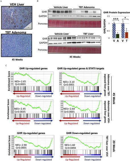 Figure 6A shows representative images of immunohistochemical staining in liver from VEH treated and TBT treated mice. Figure 6B shows immunoblots from liver tissue from VEH and TBT exposed mice and a bar graph that shows GHR protein expression with GHR/GAPDH on the y axis and V, A, V, and T-treated mice on the x axis. Figure 6C comprises six graphical representations of transcriptomes. The three graphs in the left panel plot scores (y-axis) across GHR up-regulated genes (x-axis) and the three graphs in the right panel plot scores (y-axis) across GHR up-regulated genes and STAT5 targets (x-axis). The top two panels represent adenoma over TBT-exposed liver genes at week 45, the middle two panels represent adenoma over VEH-exposed liver genes at week 45, and the bottom two panels represent TBT-exposed over VEH-exposed liver genes at week 20.