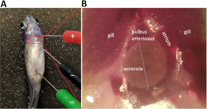 Figure 4: