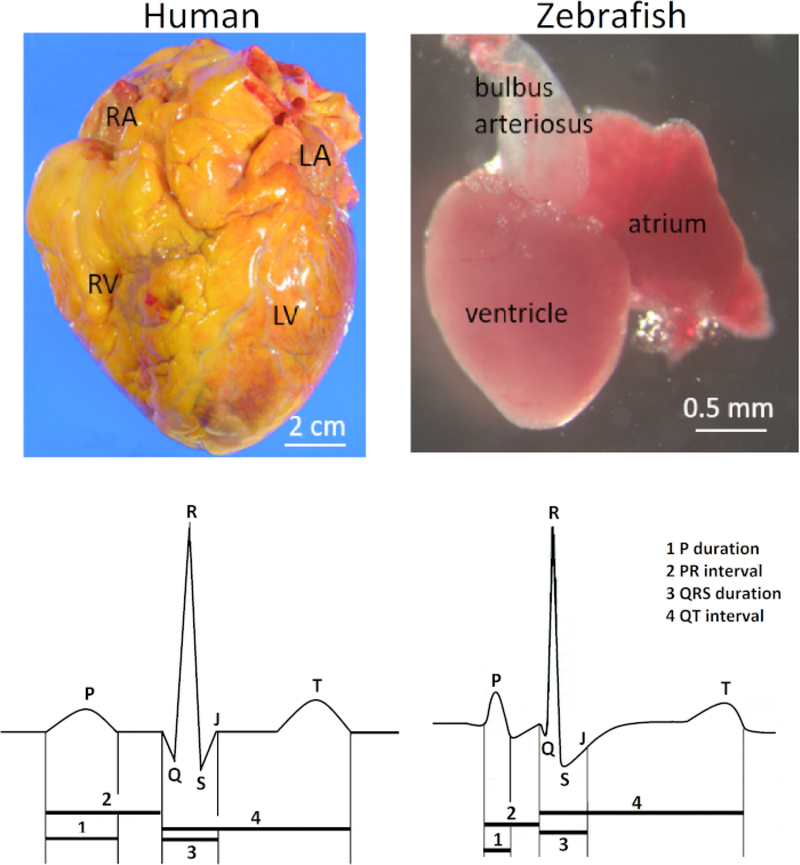 Figure 1: