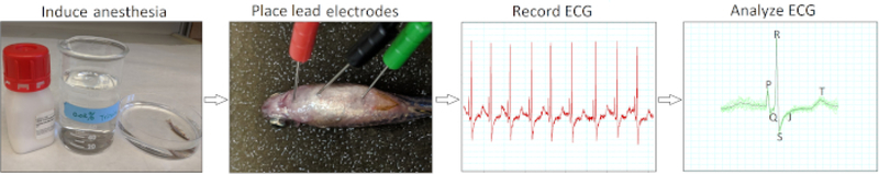 Figure 2: