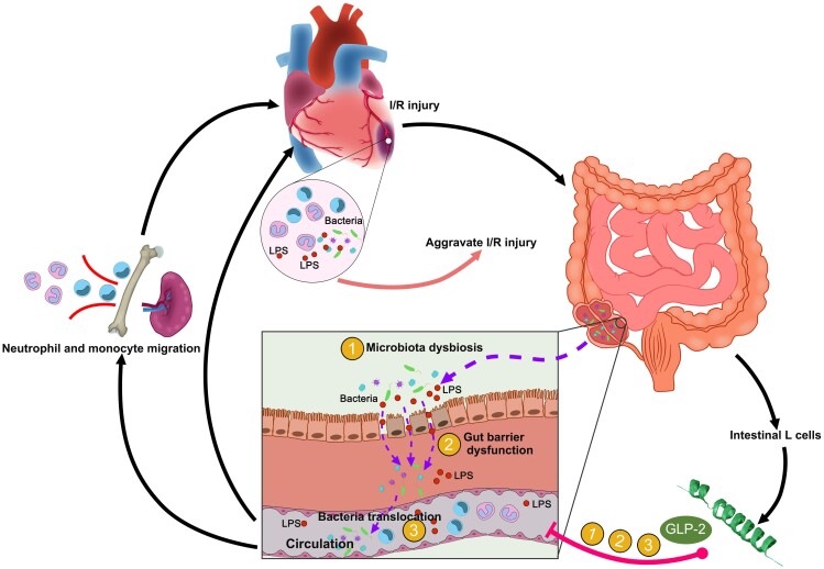 Graphical Abstract