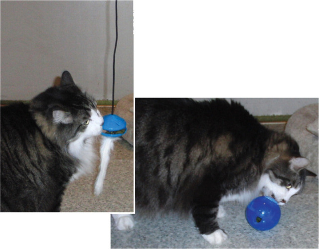 graphic file with name 10.1016_j.jfms.2010.09.004-fig9.jpg