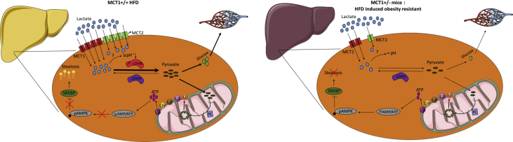 figs2