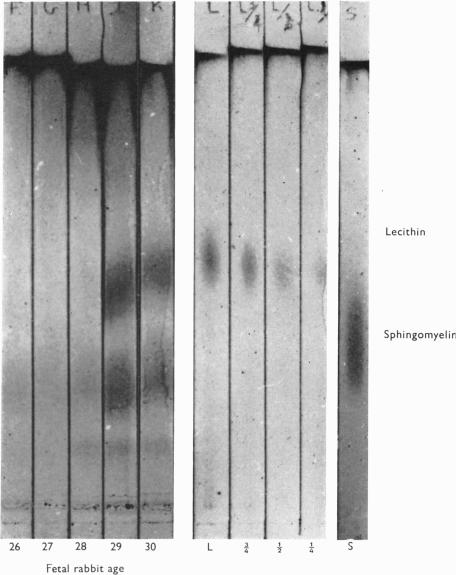 Fig. 13