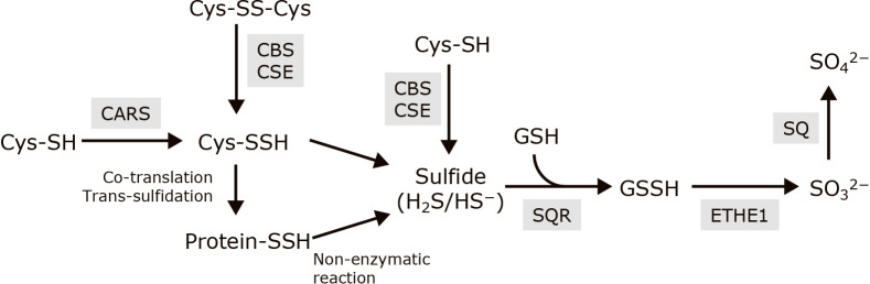 Fig. 1.