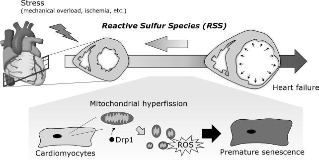 Fig. 2.